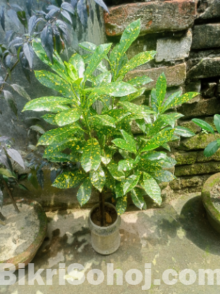 পাতা বাহার গাছ